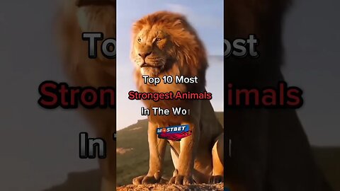 Top 10 Most Strongest Animals In The World 🌍💪 #top10 #viral #world #viralshorts