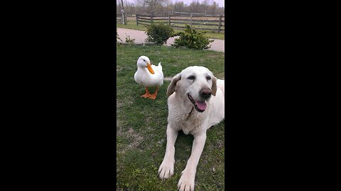 Dog and duck cute friendship