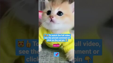 cute cat videos 😹funny videos 😂1424😻#shorts #catvideos #funnycatsvideos #cat #funny_cat #cutecat