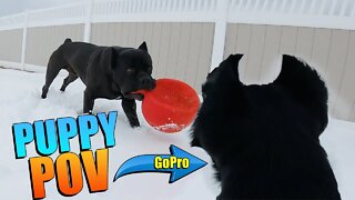 Puppy POV Playing With Big Brother Bruce Wayne - GoPro POV