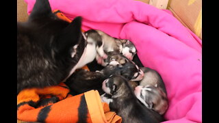 Siberian Husky Becomes mother[FIRST TIME] ep 1 part 2 it's getting interesting!