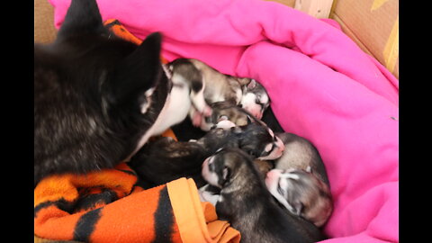 Siberian Husky Becomes mother[FIRST TIME] ep 1 part 2 it's getting interesting!