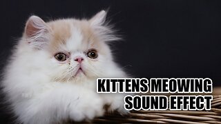 Kitten Sound Effects 🐱 Awww! Listen to These Adorable Kitten Noises