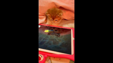A little kitten try to play a video game of mouse killing