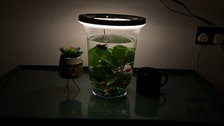 Beautiful Homemade Fish Aquarium