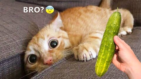 Omg! |Funny pets😂| |cute cats❤| funny a nimal| trynottolaugh|