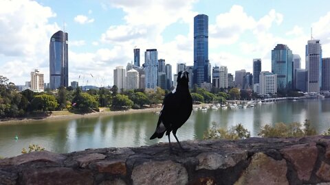 Australia 4K | Brisbane - Kangaroo Point