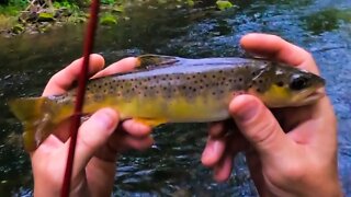 CREEK Fishing for AGGRESSIVE Brown TROUT