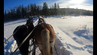 ASMR Day With DRAFT HORSES!