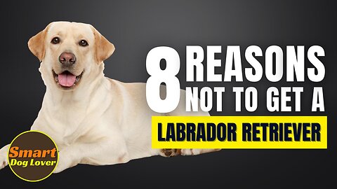 8 Reasons Why You SHOULD NOT Get a Labrador Retriever