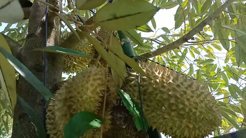 សកម្មភាពប្រមូលផលទុរេនតាកាំង / Harvesting Chhun kang's Durian / HARVESTING THE DURIAN