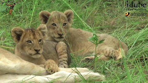 LIONS: Following The Pride 3: Cub Interactions