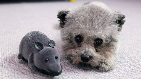 How does a poodle react when it sees a mouse?