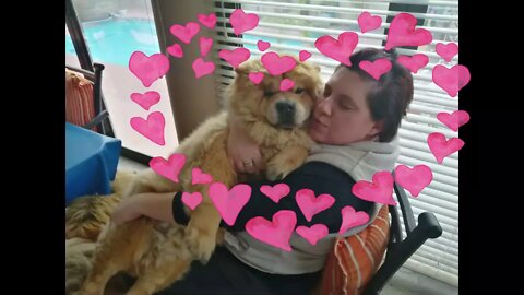 Chow Chow Dog Breed - Best Friend - True Love