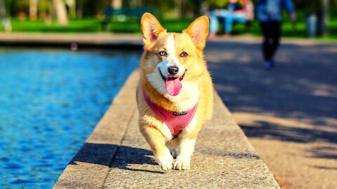How To Train Your Corgi In 2 Weeks - Part 2
