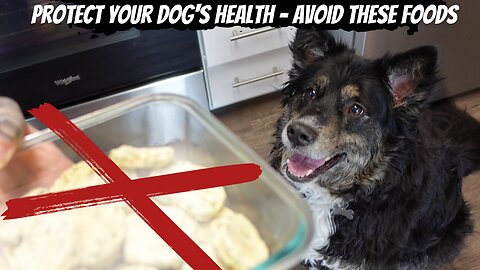 Protect Your Pup: The 5 Most Harmful Foods for Dogs