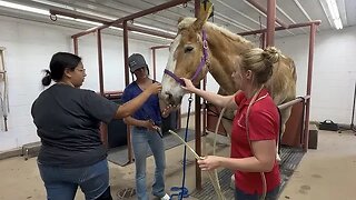 Emergency situation with the new mare we rescued last week Lot 9937...this is what happened Ep. 61