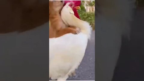 cute dog |dog play with cock #shorts #viral 7#youtubeshort