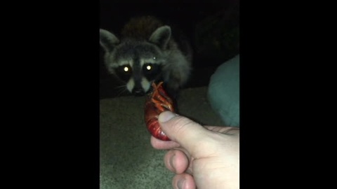 Young Raccoon Will Eat Any Type Of Food In Front Of Him
