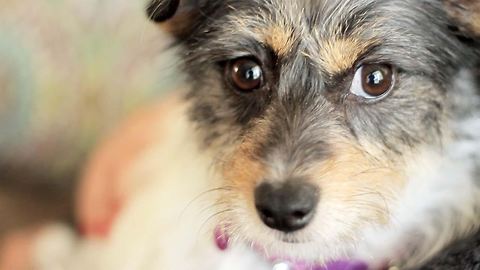 Woman Living 2,000 Miles Away Saves Injured Terrier Hit By Car
