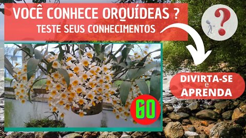 VOCÊ CONHECE ORQUIDEAS ? QUAL O NOME DESSA ORQUIDEA? DIVIRTA-SE IDENTIFICANDO ESSA ORQUÍDEA