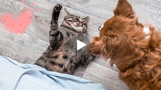 Paws and Claws: Funny Dog-Cat Fight 😍💖