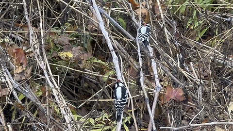 Couple of Wood Peckers exploring the brush