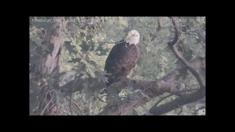 Hays Eagles Dad flies into the nest and checks around it 9321 629AM