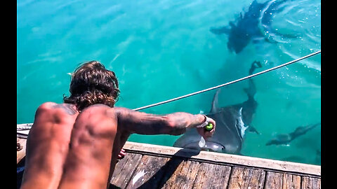 🇮🇹🦈 Italiansharkman & Bull Sharks - Bimini - Bahamas