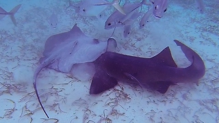 Nurse shark and stingray battle for food