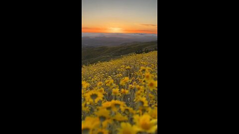 Eruption of wildflowers 🌻