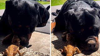 Rottweiler Preciously Cuddles Bearded Dragon Friend