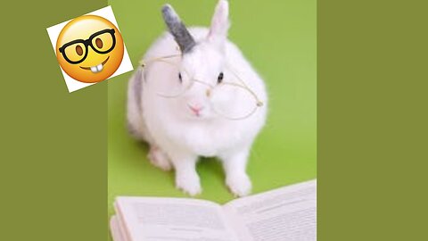 Nerdy Rabbit