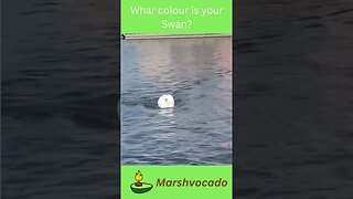 What colour is your Swan? #shorts #funny #newbugatti #fyp #trendysong #marshvocado #petsoftiktok