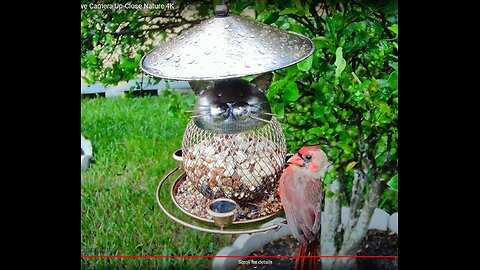 Florida Bird Feeder SWFL Live Camera HD