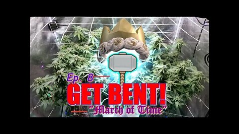 GET BENT! Ep.8 "March of Time" #SOUTHBAYGENETICS #SPIDERFARMER #ROYALKUSH7BX2 👸👑🍍❄🔥💨🔨 Day 35