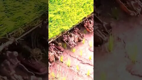 amazing machinne to drop rice plant in a field