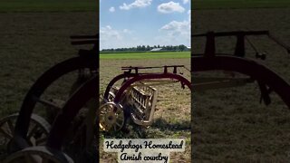 ￼ Kentucky Amish country￼#hedgehogshomestead