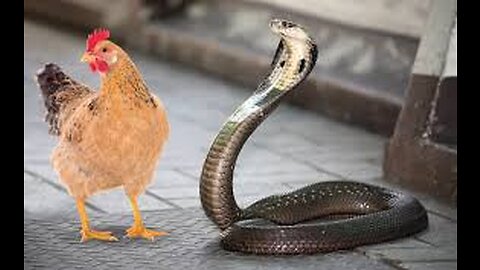 Chicken Vs Snake !! Who Wins ?