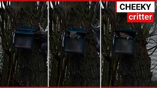 Video shows squirrel's playing 'Jack in the box'