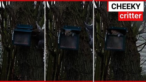 Video shows squirrel's playing 'Jack in the box'