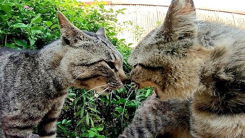 I encountered a massive cat fight while strolling on the Cat Island