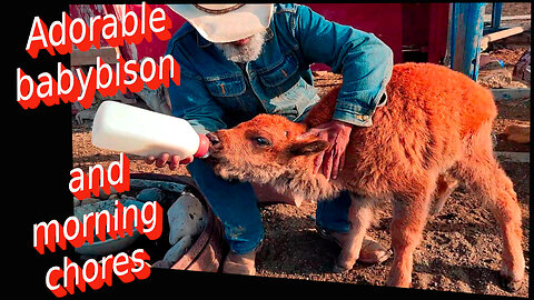 Adorable baby bison happily join the morning chores