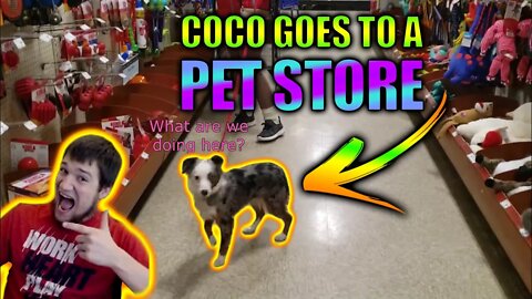 My Dog at the Toy Store! Coco at the Pet Store!