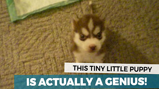 This Is The Smartest Puppy In The World