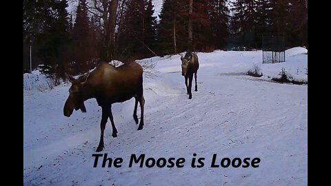 The Moose is Loose