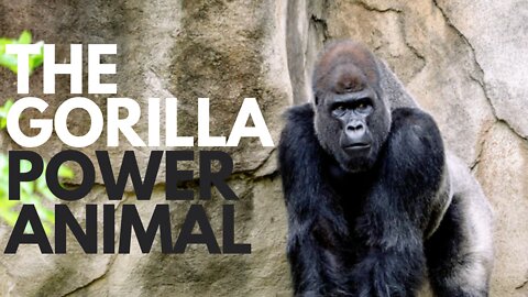 The Gorilla Power Animal
