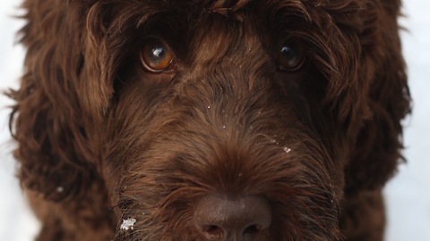 Labradoodle Puppy Stealing his Bag of Bones