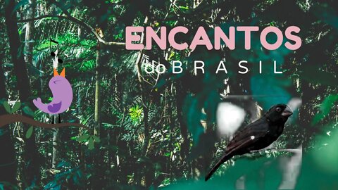 🐦🐦 O CANTO DO BICUDO #1 🐦🐦