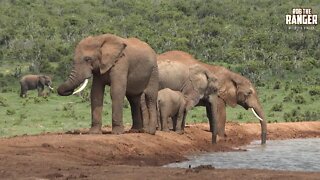 Elephants At A Waterhole | Addo Elephant National Park
